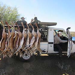 Springbokke agter op bakkie met Jagters